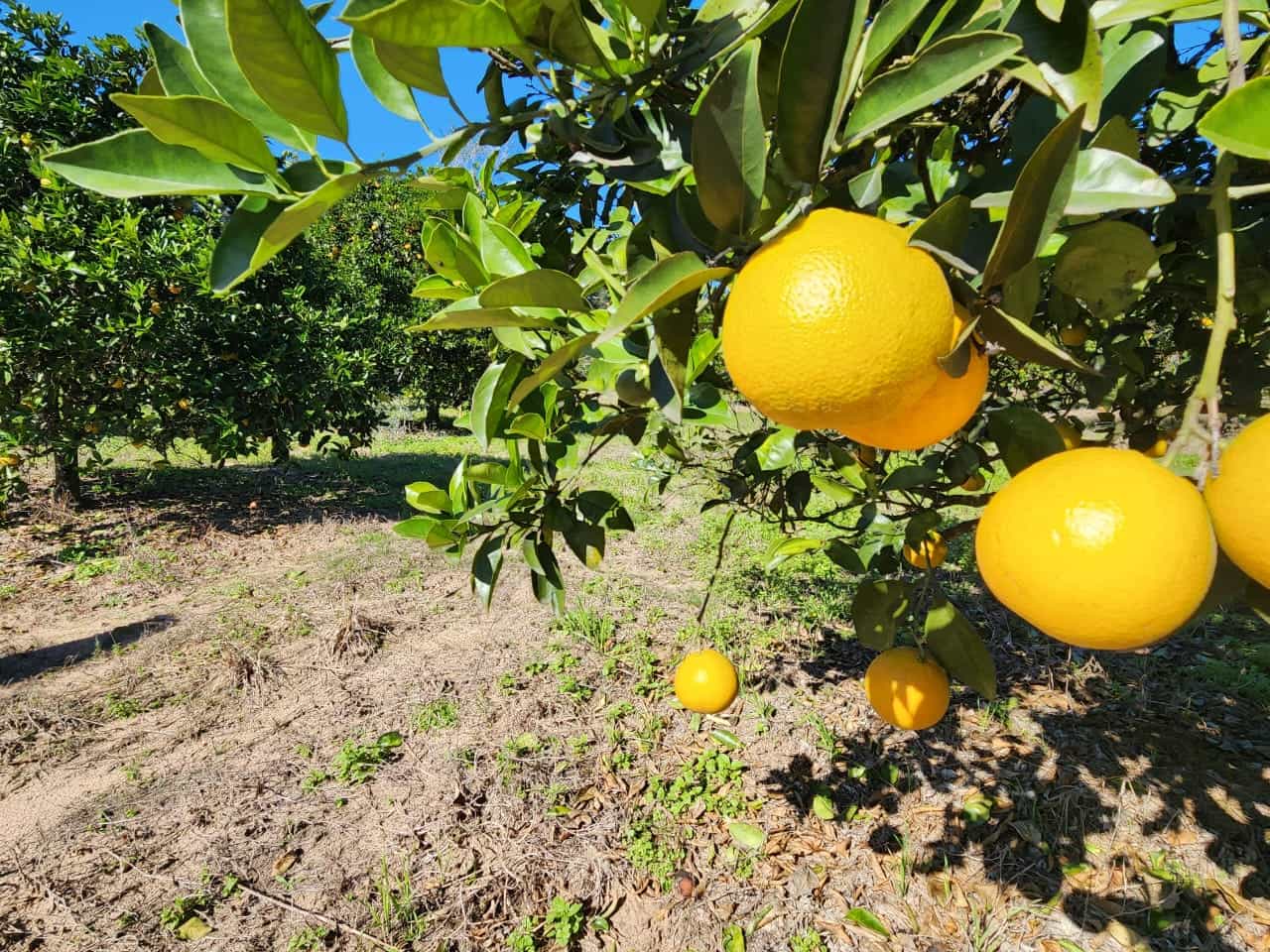 Imagen de la propiedad LOTE EN TIERRA EN CALABACILLAS