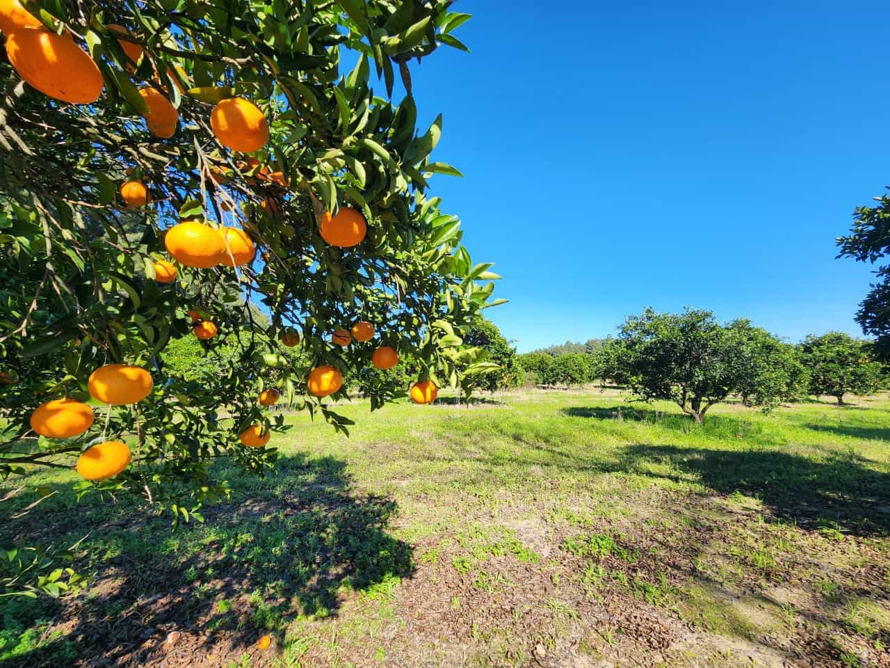 Imagen de la propiedad LOTE EN TIERRA EN CALABACILLAS