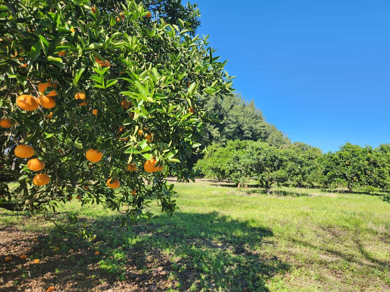 LOTE EN TIERRA EN CALABACILLAS