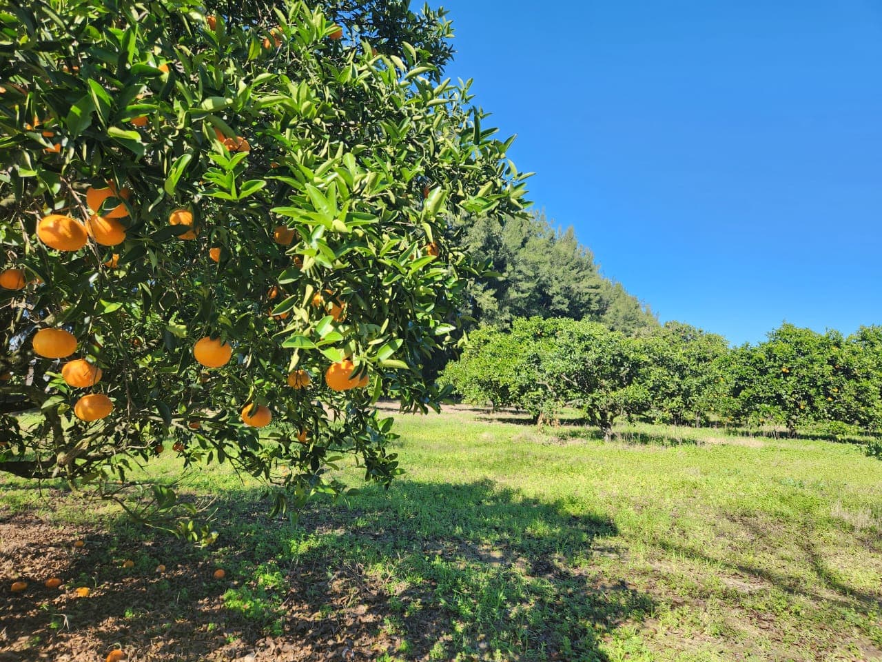 LOTE EN TIERRA EN CALABACILLAS