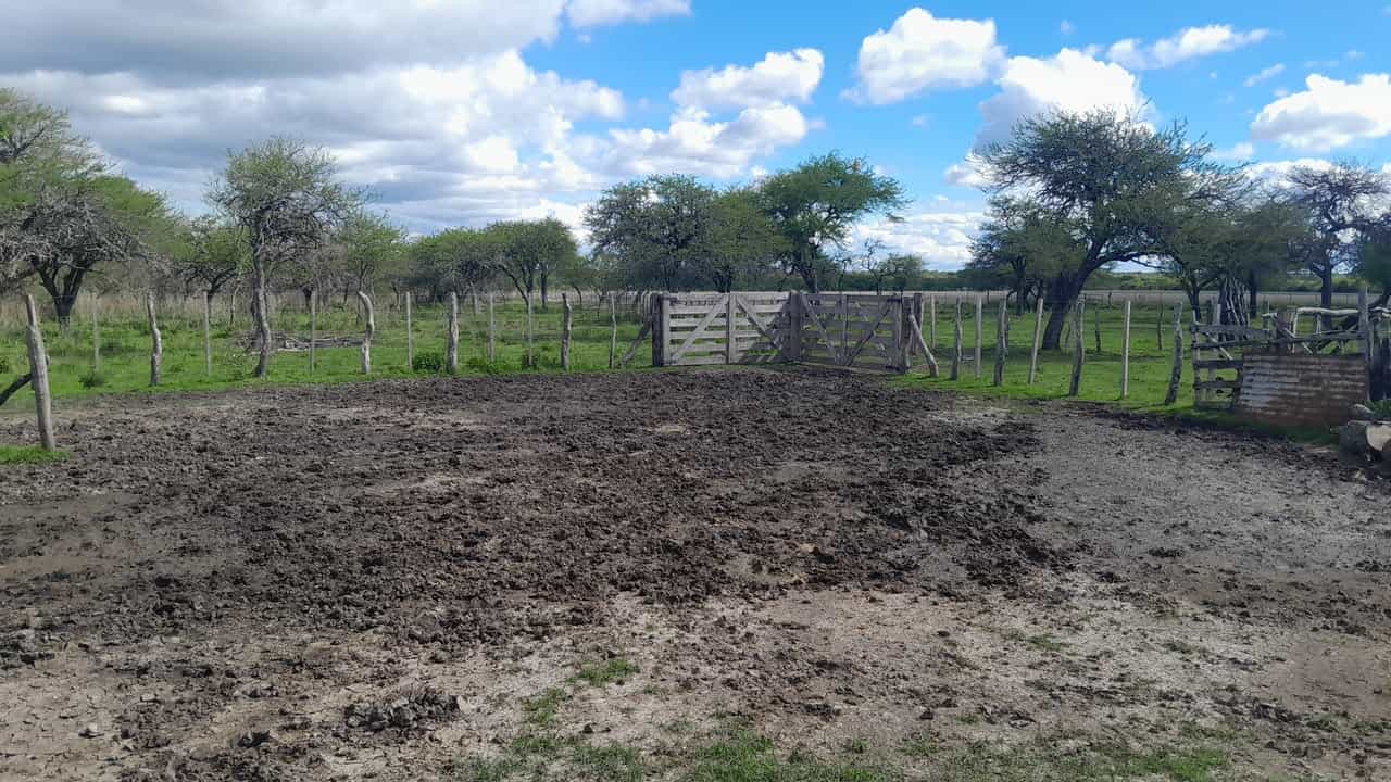 Imagen de la propiedad CAMPO EN VENTA – 100 HECTÁREAS